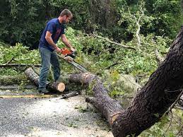 Best Hazardous Tree Removal  in New London, TX