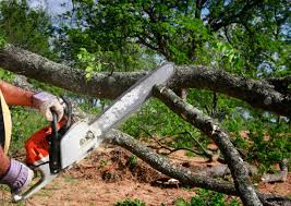 Best Organic Lawn Care Solutions  in New London, TX