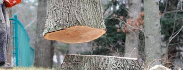 Best Tree Maintenance Programs  in New London, TX