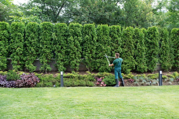 Best Tree and Shrub Care  in New London, TX