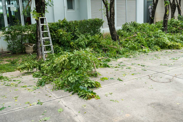 New London, TX Tree Services Company