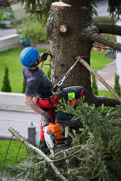 Best Storm Damage Tree Cleanup  in New London, TX