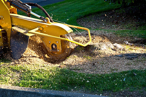 Best Hedge Trimming  in New London, TX