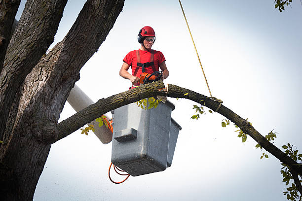 Best Commercial Tree Services  in New London, TX