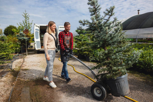 Best Tree Disease Treatment  in New London, TX