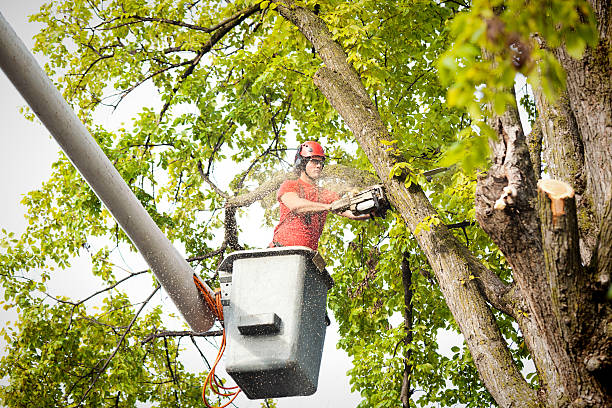 How Our Tree Care Process Works  in  New London, TX