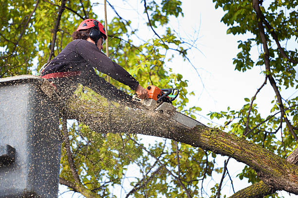 Best Stump Grinding and Removal  in New London, TX