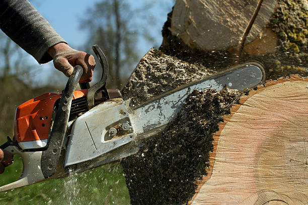 Best Pest Control for Lawns  in New London, TX